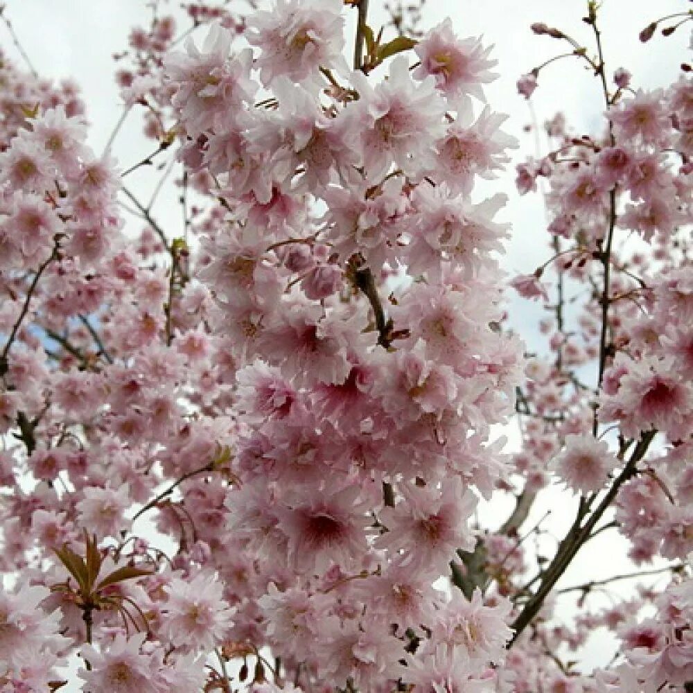 Сакура (вишня декоративная) Ошидори. Вишня японская Oshidori. Сакура сорт Ошидори. Сакура вишня мелкопильчатая бонсай.