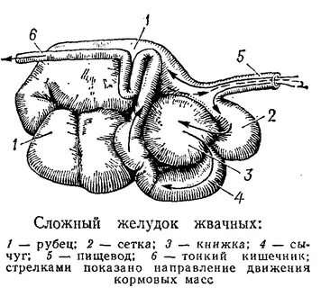 Желудок жвачного животного 5