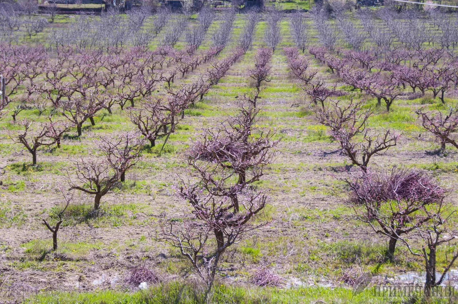 Формирование абрикоса. Побеги абрикоса. Крона абрикосы. Крона абрикосы. Крона абрикосы.