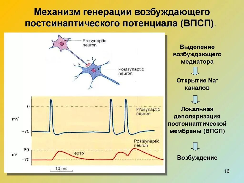 Процесс возбуждения нервных клеток. Механизмы развития возбуждающего постсинаптического потенциала. Гиперполяризация мембраны нервной клетки. Механизм возникновения возбуждающего постсинаптического потенциала. Механизмы формирования ВПСП И ТПСП.