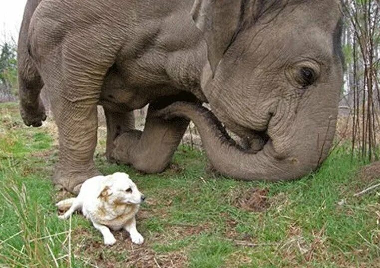 Elephant friends. Слоновые собаки. Слоны дружат. Слон и собачка. Слоник и собачка.