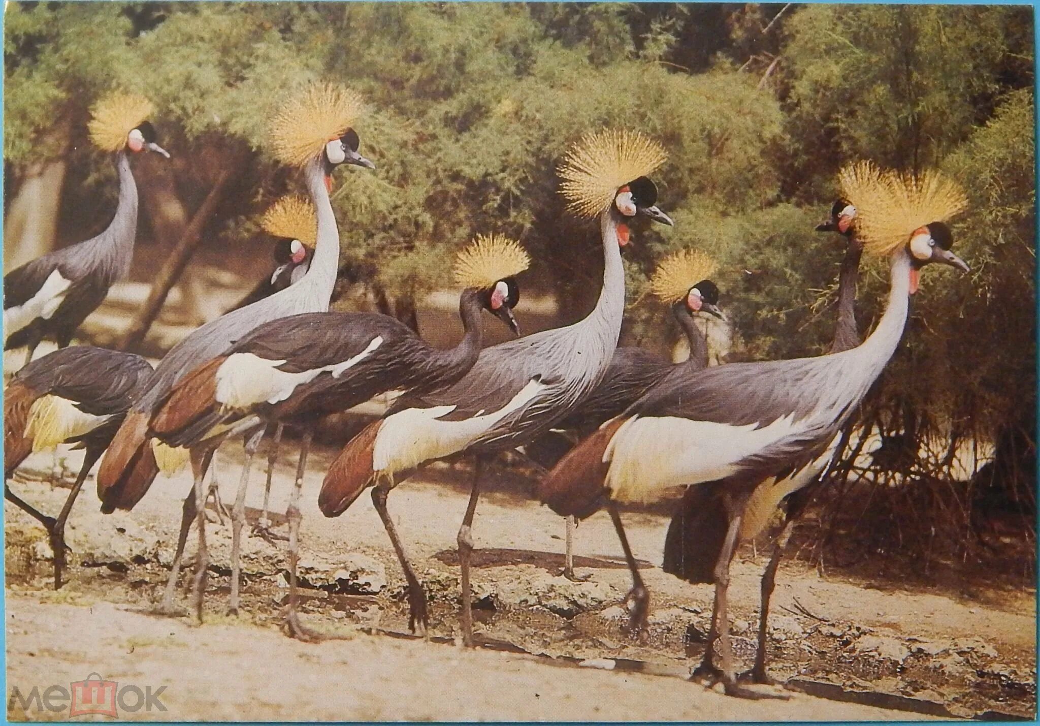 Птица секретарь. Pternistis leucoscepus. Птица секретарь в саванне. Птица секретарь морад. Серенгети национальный парк танзании птицы.