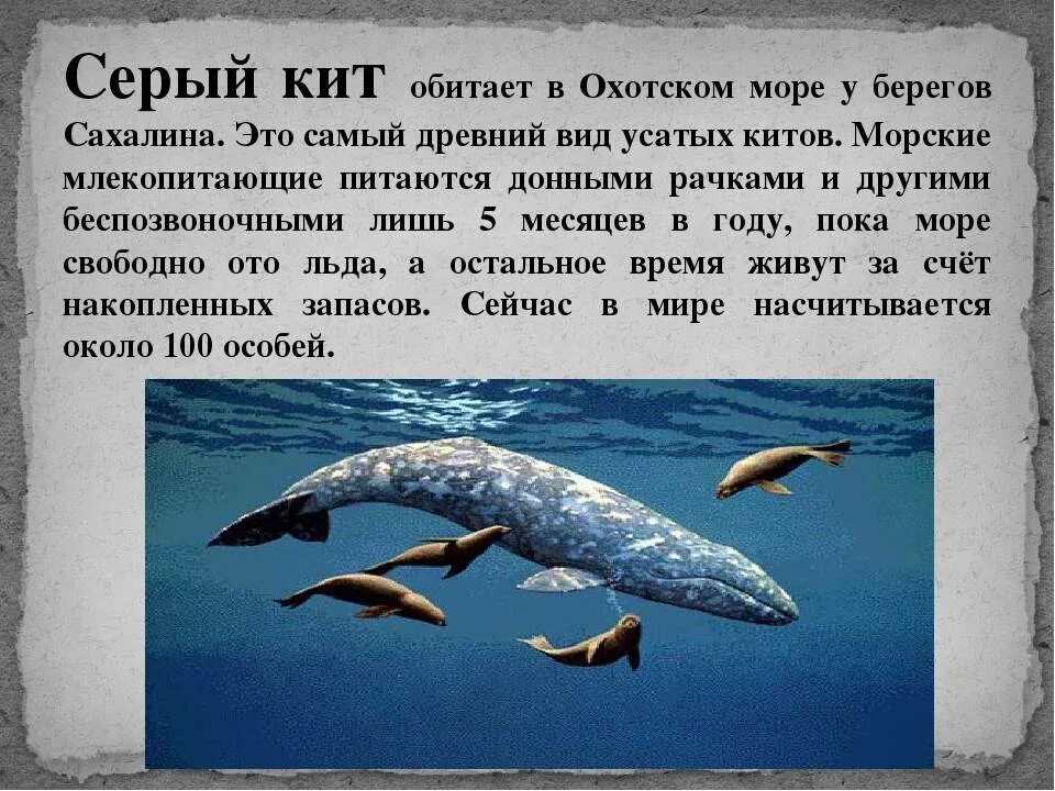 Где живет кит русский язык 1 класс. Морские животные из красной книги России. Сообщение о ките. Сообщение о с4юером ките. Информация о сером ките.