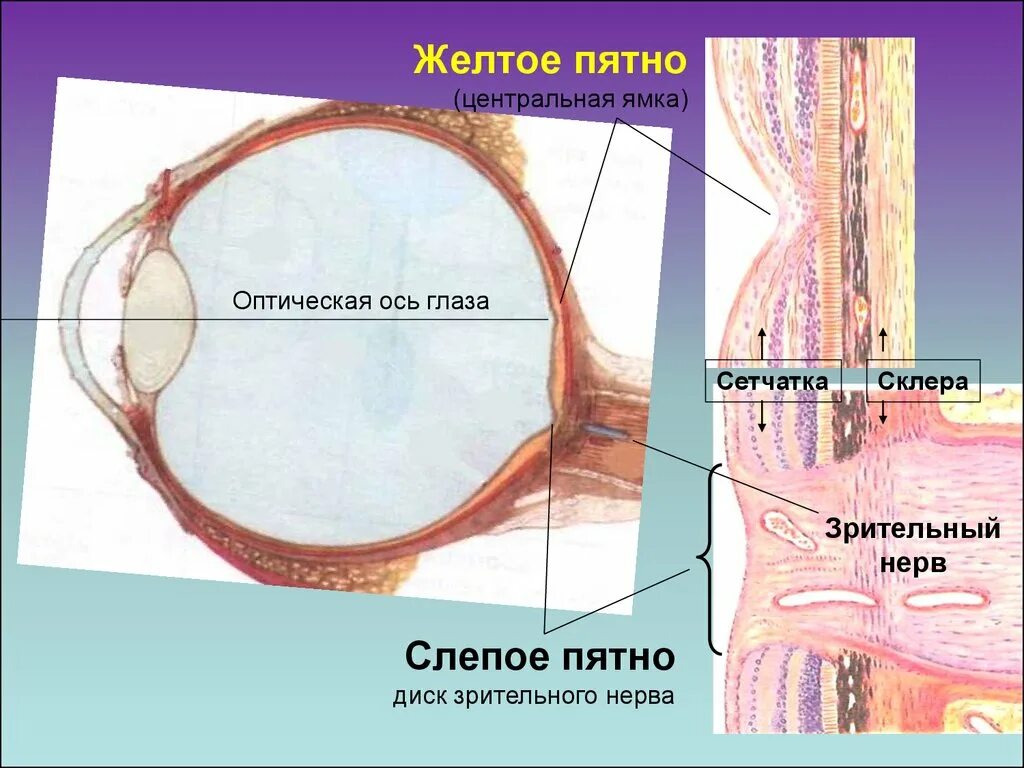 Центральная ямка желтое пятно сетчатки. Склера сетчатка слепое пятно. Строение глаза человека желтое пятно. Центральная ямка сетчатки.