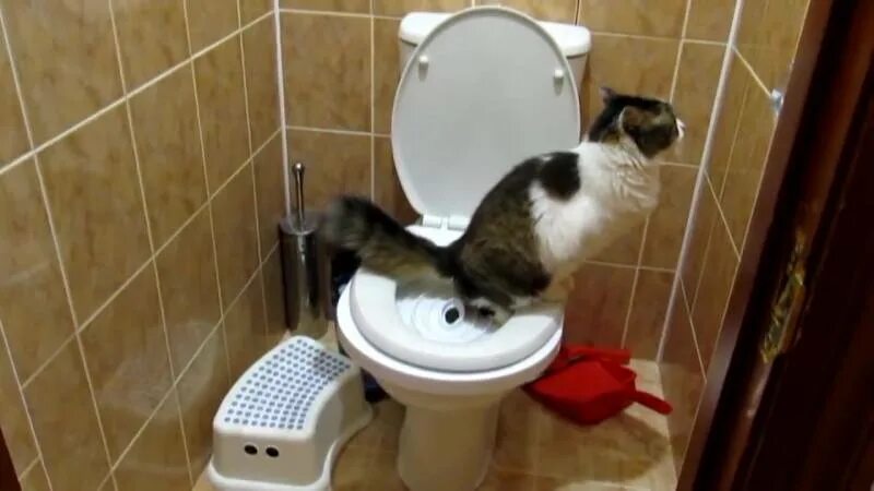 Как приучить кота к туалету. Приучить кота к унитазу приспособление. этапы приучения кота к унитазу. поручение кота к унитазу. как приучить кошку к унитазу с помощью приспособления.