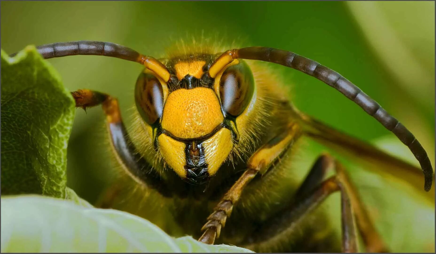 Шершень Vespa crabro. Vespa mandarinia Шершень. Шершень обыкновенный насекомые. АФРИКАНИЗИРОВАННАЯ пчела.