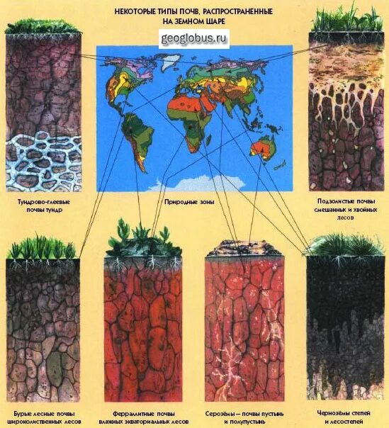 Типы почв. Распространение типов почв. Различные виды почв. Закономерность размещения растительного покрова на земном шаре