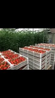 Нужен оптом