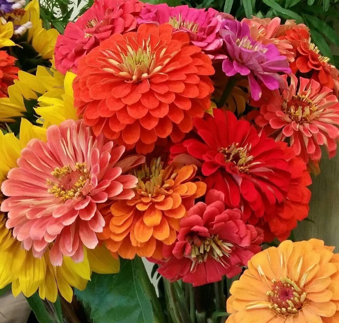 Циния великан. Цинния бенарис джайнт. Цинния дабл захара черри. Цинния виолет квин. Циния гигант.