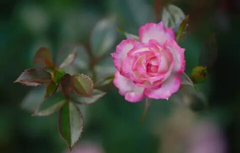 Rose leaves