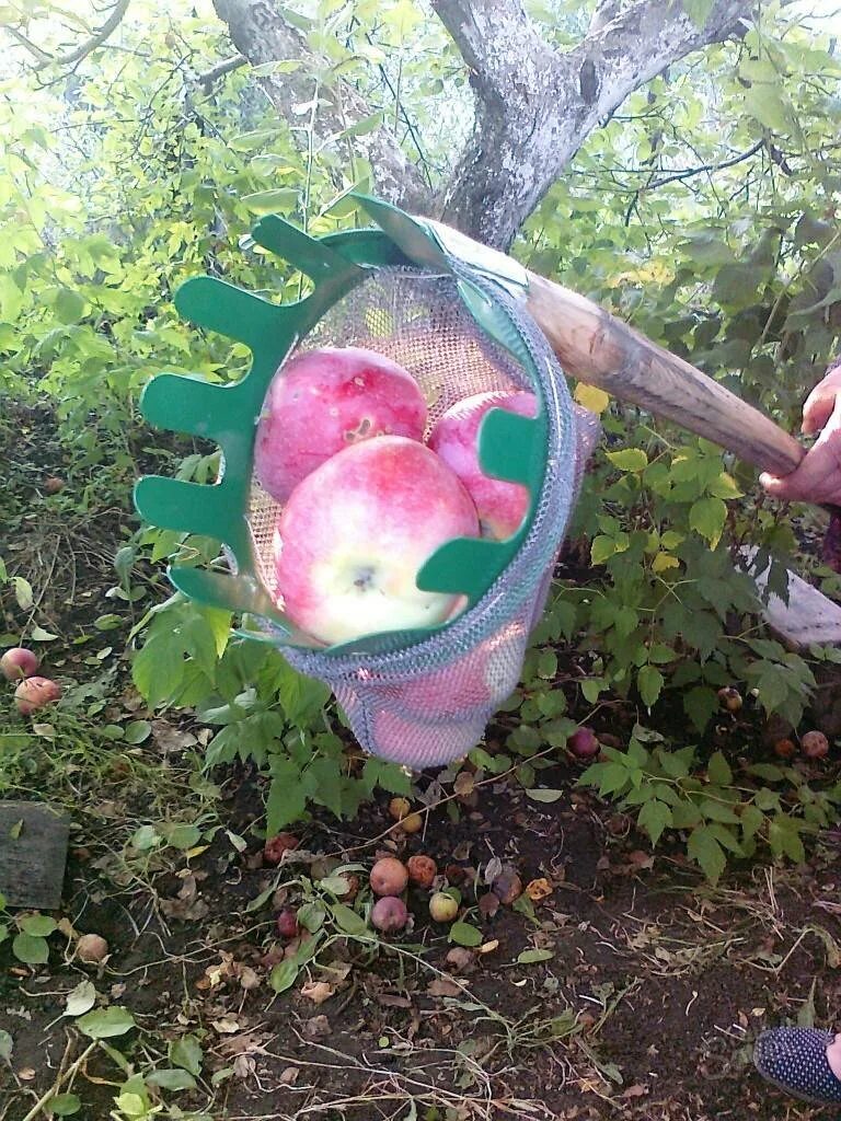 Как собирать яблоки