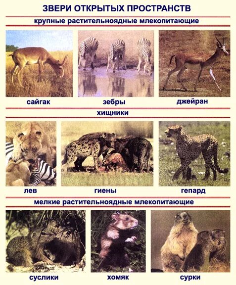 животные открытых пространств. Acinonyx jubatus jubatus. признаки животных открытых пространств. дзерен пржевальского. животные открытых пространств.