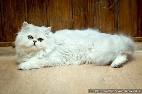 Шиншилла длинношерстная