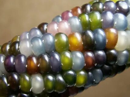 Glass corn