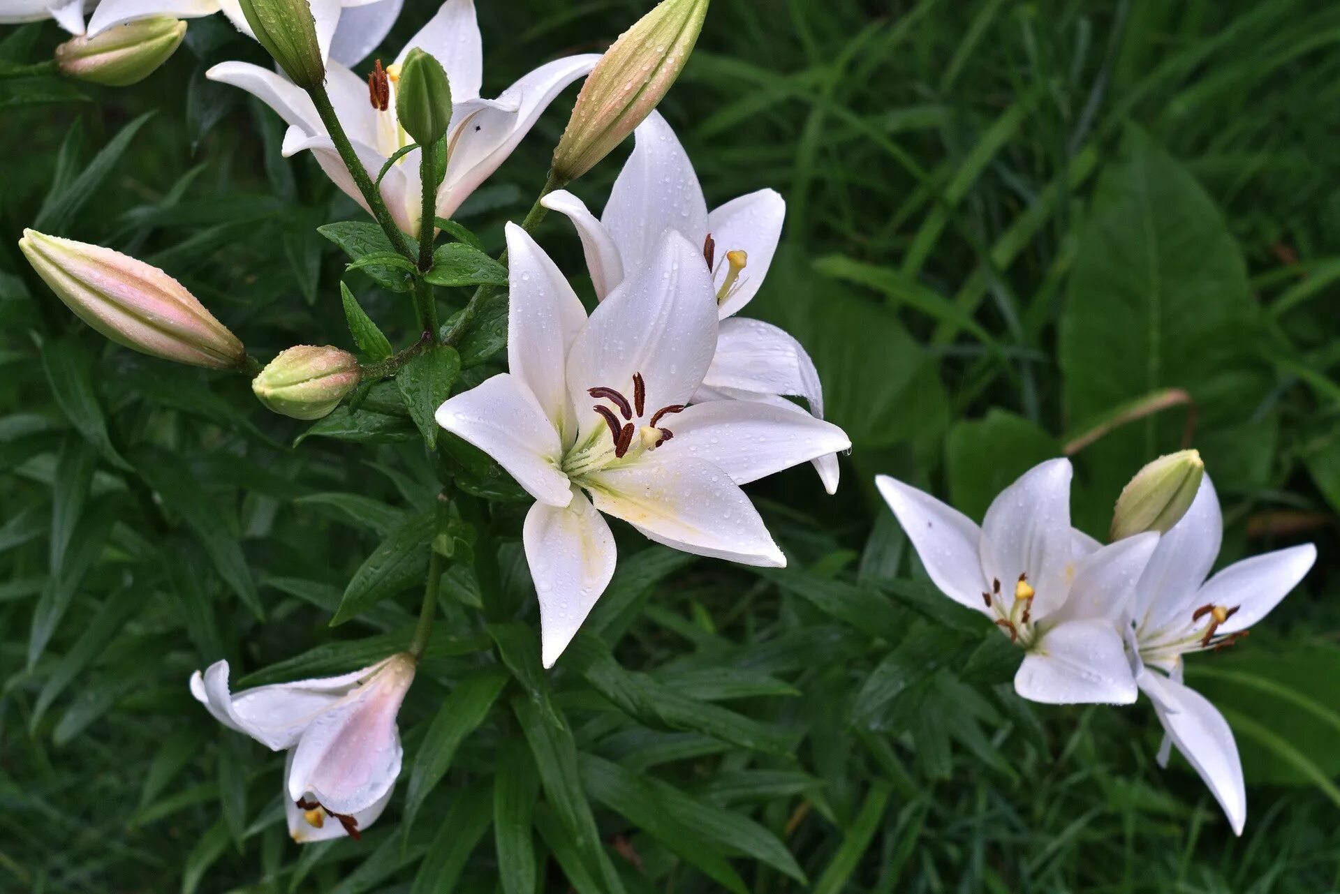 MARTEL on Twitter Plants, Photo, Flowers