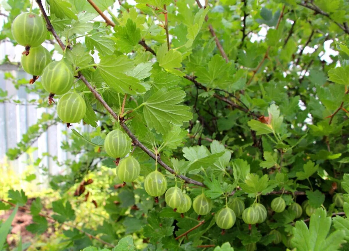 Крыжовник кустарник. Крыжовник изумрудный. крыжовник куст. крыжовник буреинский. крыжовник эридан.