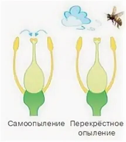Тычинки короче пестиков самоопыление затруднено. Самоопыление и перекрестное опыление. опыление и оплодотворение цветка. схема самоопыления и перекрестного опыления. схема оплодотворения растений.