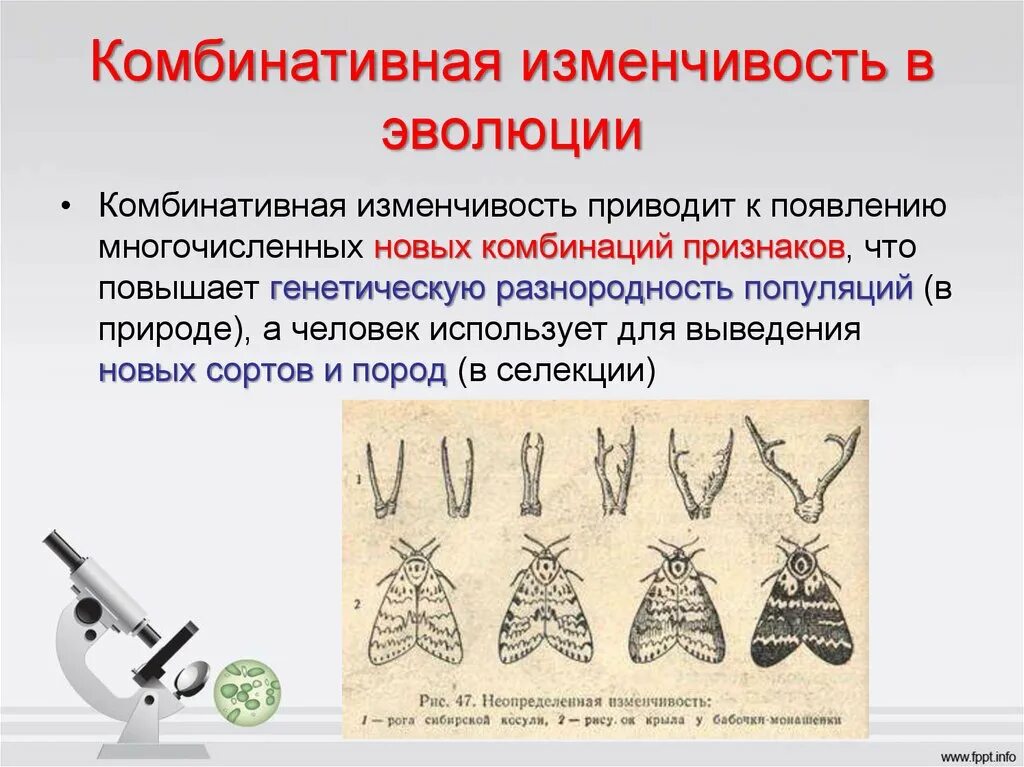Значение изменчивости. Комбинативная изменчивость. значение комбинативной изменчивости для эволюции. комбинативная форма изменчивости. роль комбинативной изменчивости в эволюции.