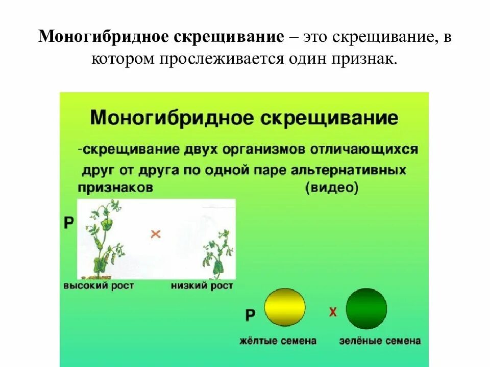 Скрещивание особей отличающихся друг от друга. Моногибридное скрещивание. Моногибридное скрещивани. Моногибридное скрещивание примеры. Моногибридное скрещивание это скрещивание.