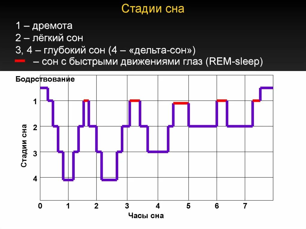 Фазы пробуждения. Стадии и циклы сна. Фазы сна диаграмма. Фазы и циклы сна. Фазы сна человека диаграмма.