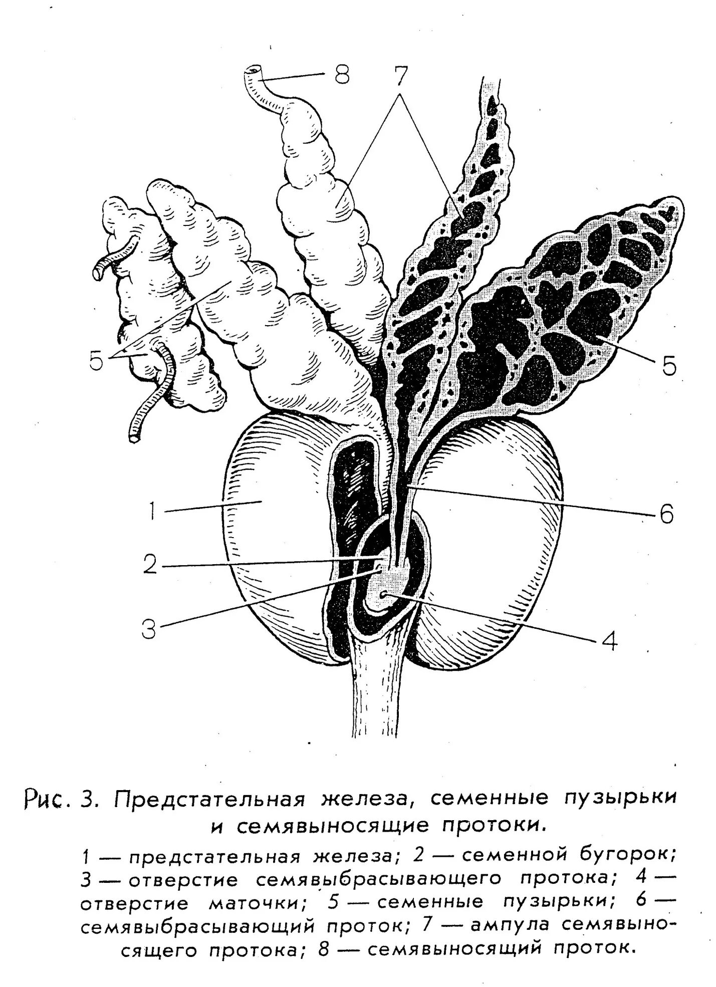 Предстательная железа и семенные пузырьки анатомия. Семенной бугорок предстательной железы. Предстательная железа анатомия семявыносящий проток. Семенные пузырьки анатомия строение. Предстательная железа включения