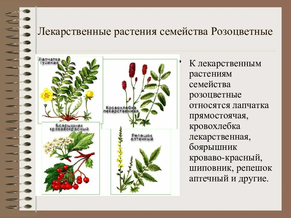 Лекарственные растения из семейства Розоцветные. Дикорастущие Розоцветные шиповник.. Двудольные растения Розоцветные. Розоцветные представители лекарственные.