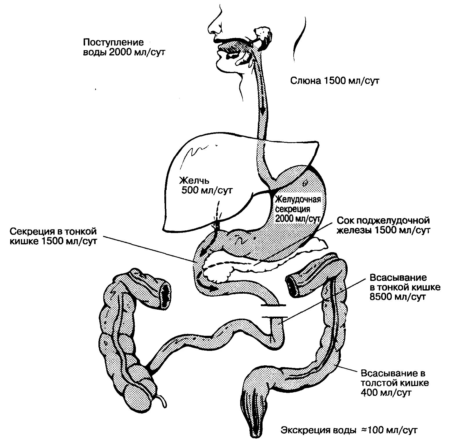 Всасывание в кишечнике схема. Всасывание веществ в пищеварительном тракте. Механизмы всасывания в желудочно-кишечном тракте. Схема желудочно-кишечного тракта. Всасывание воды происходит в желудке