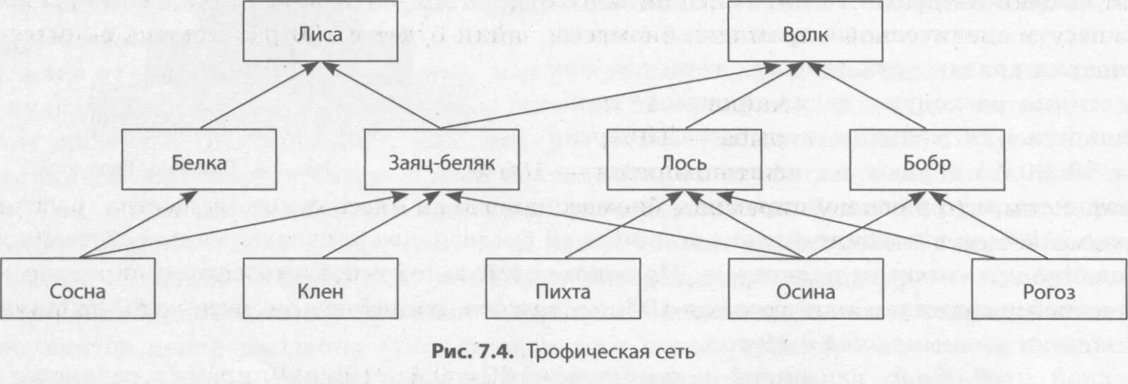 Нектар цветов муха синица цепь. Пищевая сеть леса схема. Примеры схема пищевой сети. Схемы пищевых связей в лесу. Пищевая сеть смешанного леса схема.