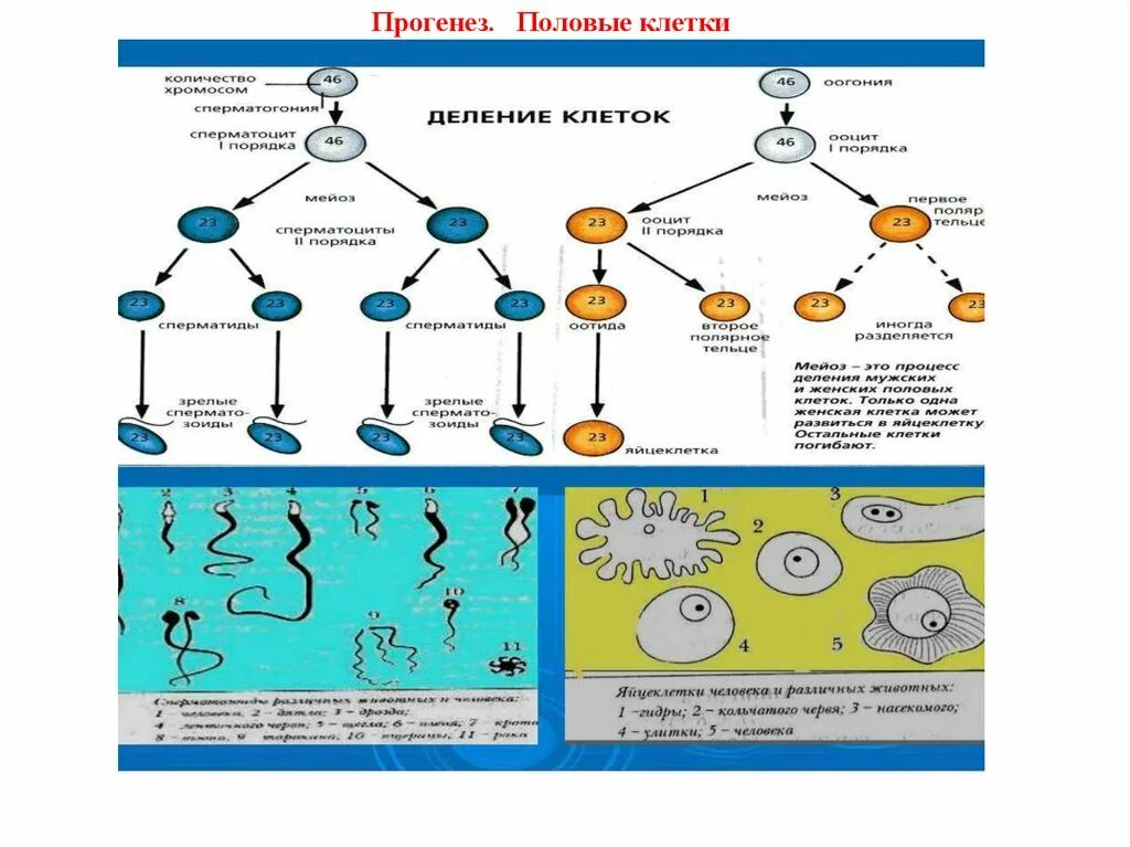 Прогенез. Половые клетки и прогенез.. Прогенез стадии. Эмбриональное развитие формирование половых клеток.