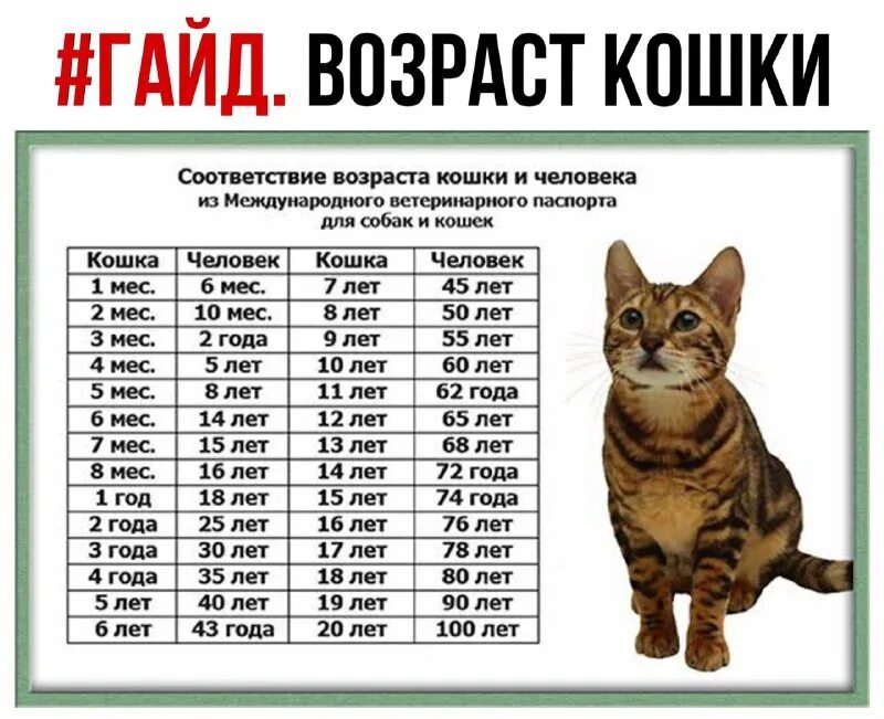 Какой возраст у кошек. По человеческим меркам кошачий возраст 1 год. сколько лет у котов по человеческим меркам таблица. как узнать возраст кота по человеческим меркам таблица. таблица соответствия кошачьего возраста человеческому.