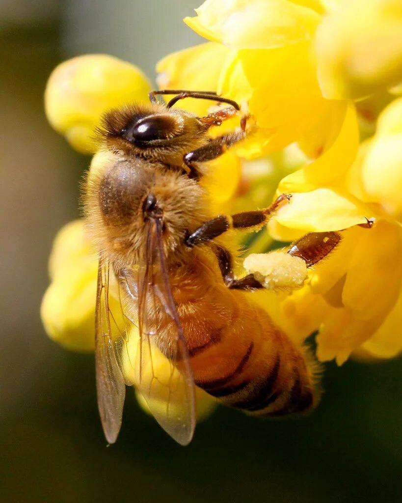 Среднерусская пчела. Среднерусская порода пчел. Пчела Ханни. Домашняя пчела.