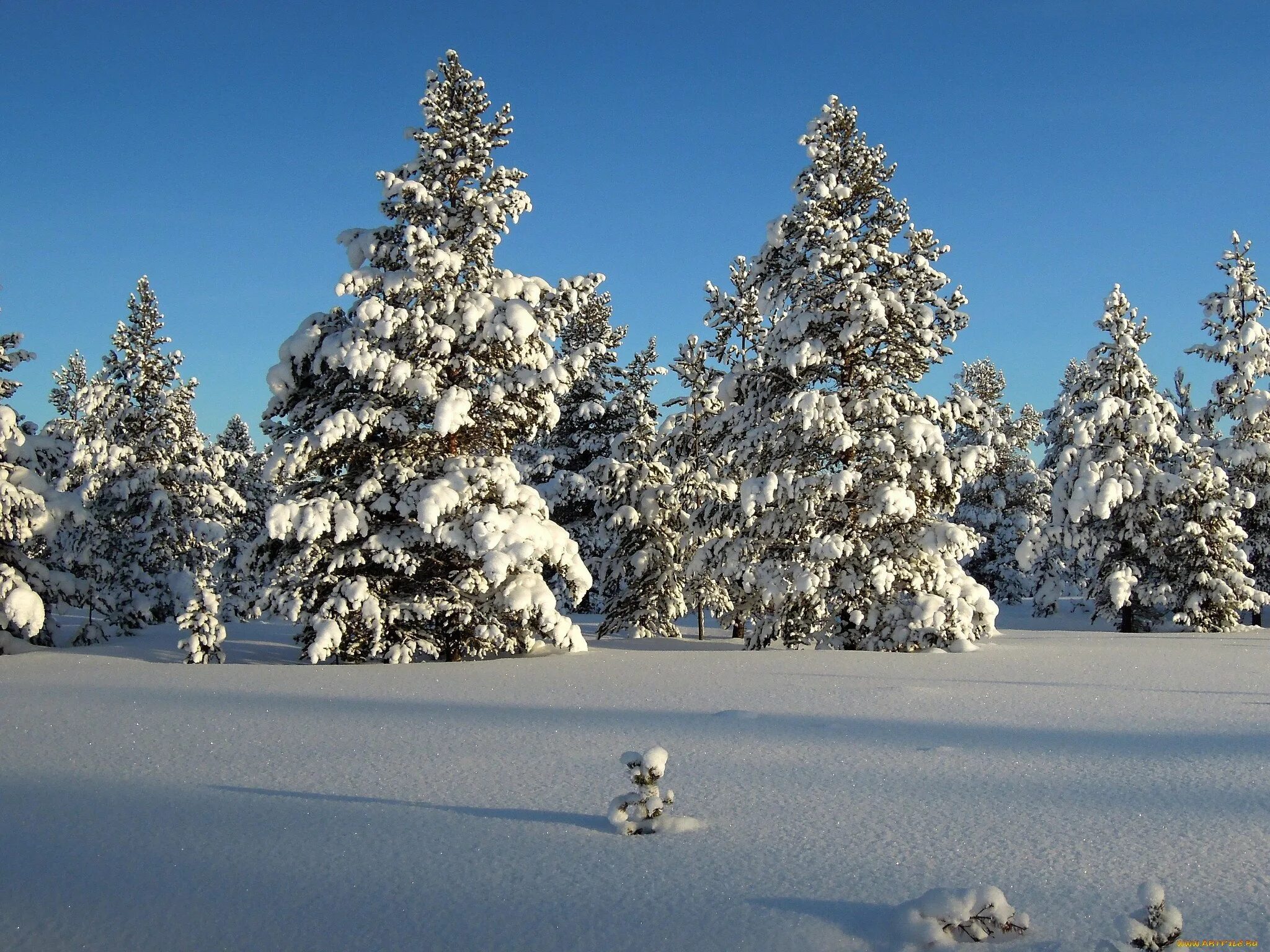 Русские зимние просторы. Зима в россии. Зимние просторы. Изображения зимней природы. Зимние российские просторы.
