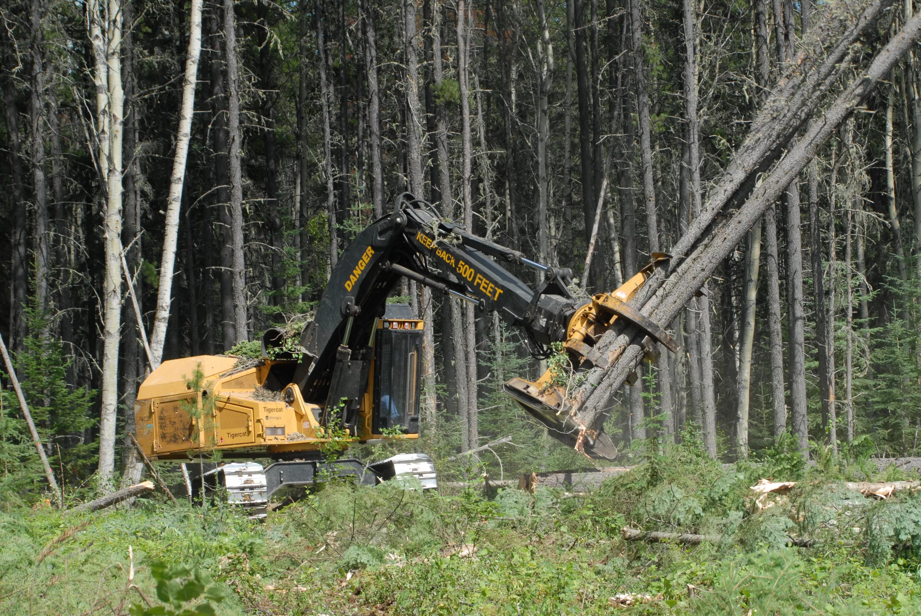Форумы лесной отрасли вакансии. Форвардер стащит хлысты. Лесозаготовительная промышленность. Лесная промышленность. Машина для рубки леса.