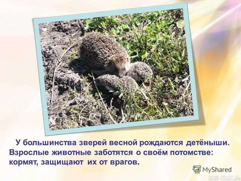 Животные весной презентация. Животные весной презентация. Звери весной с детенышами. Жизнь диких животных весной презентация. Растения и животные весной презентация.