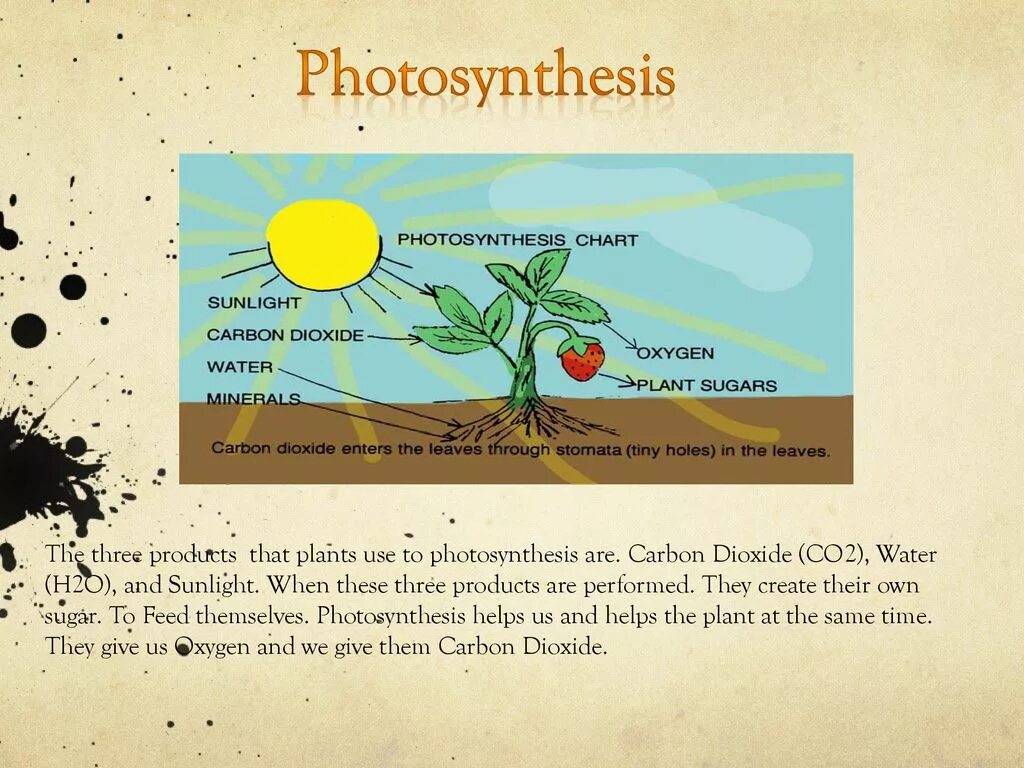 Алоэ фотосинтез. Plants Photosynthesis. Фотосинтез Оксиген. Фотосинтез стенд. Настольная игра фотосинтез.