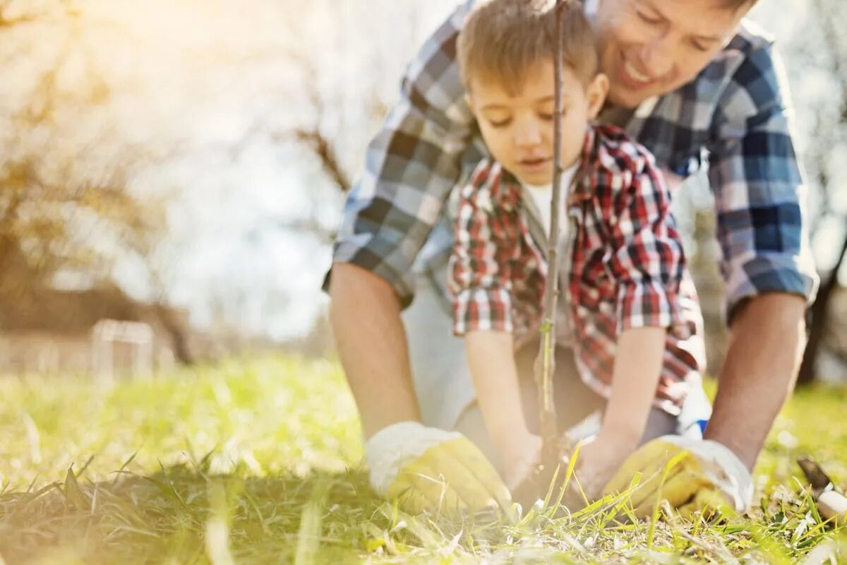 Отец и сын сажают дерево. Папа и сын садят дерево. Семья сажает дерево. Мальчик помогает папе в саду.
