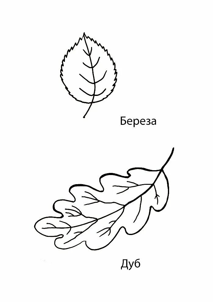 Листья дуба клена рябины. Листья раскраска. Листочки деревьев для раскрашивания. Листья раскраска для детей. Рисунки листьев.