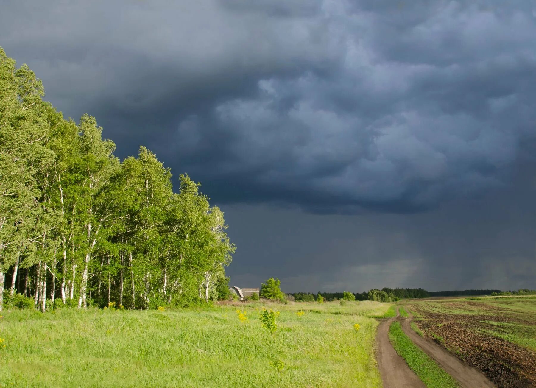 Лето гроза. Природа перед грозой. Лес перед грозой. Летом перед грозой.