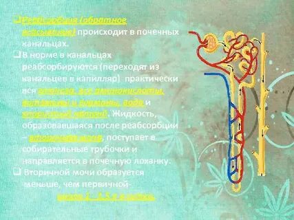 Какая моча образуется в почечном канальце