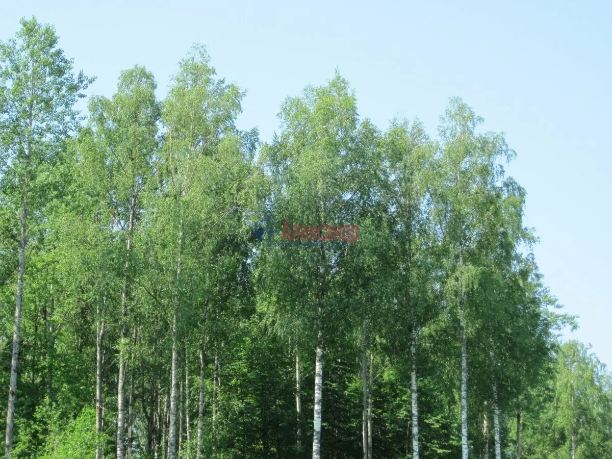 волховский участок 7. симанково волховский. яхново волховский район. мелекса волховский район святой источник. деревня симанково шаховской район.