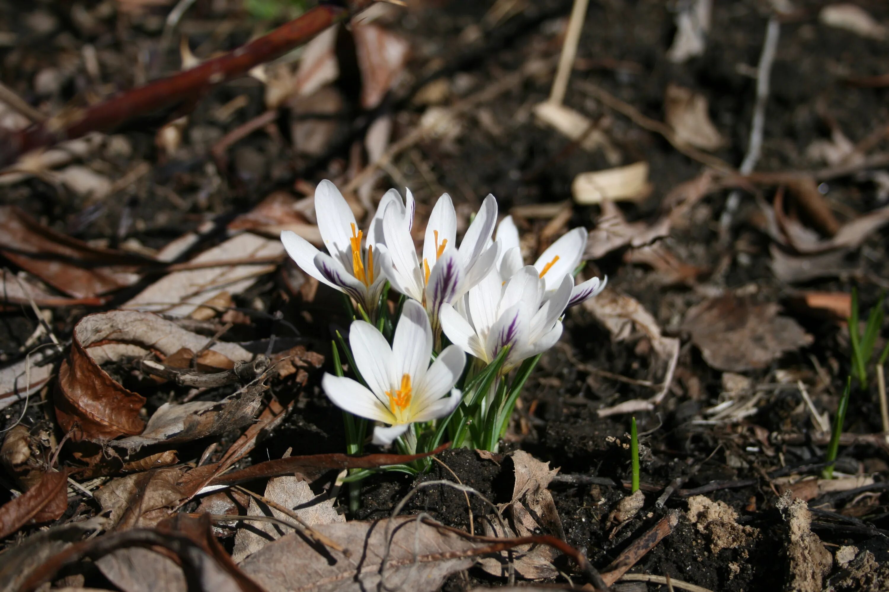 Crocus aleppicus. Crocus hartmannianus. Крокус Пиктуратус. Крокусы разноцветные.