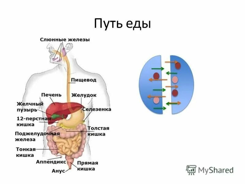 пищеварительная система человека этапы. путь питания. шаги к здоровому питанию. здоровое питание залог здоровой жизни. порядок прохождения пищи в организме человека.
