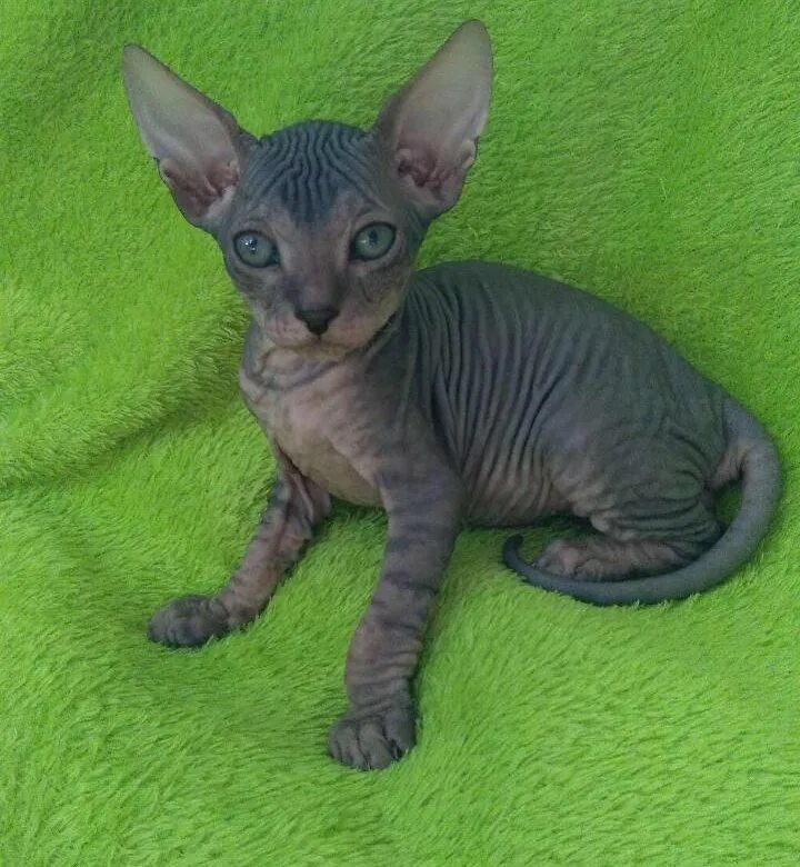 Сфинкса недорого. Донской сфинкс. донской сфинкс котята. котята донского сфинкса. донской сфинкс екатеринбург.