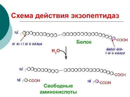 Белок 11