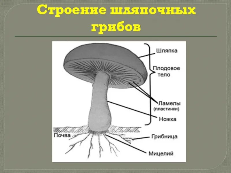 Трубчатое и пластинчатое плодовое тело. Строение гриба с грибницей. Строение гриба 5 класс биология. Части шляпочного гриба 5 класс биология. Строение гриба рисунок биология.