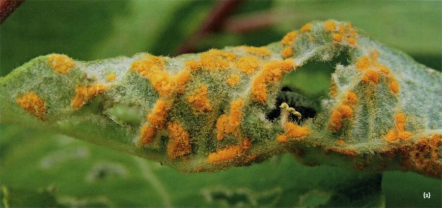 Бурая ржавчина (puccinia triticina). Бурая листовая ржавчина пшеницы. Ржавчина возбудитель. Грибы паразиты ржавчинные грибы. Ржавчина возбудитель.