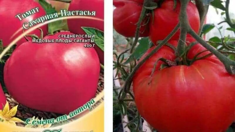 Томат сахарная настасья характеристика и описание сорта. Помидоры сорт сахарная настасья. семена помидор сахарная настасья. семена томат сахарная настасья. томат сахарная настасья характеристика.