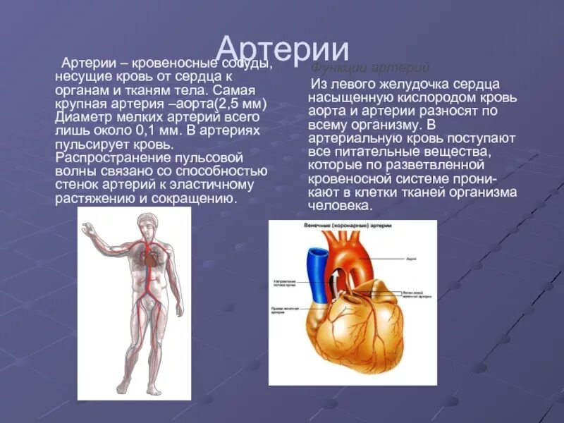 Какой сосуд называется. Сосуды которые несут кровь от сердца к органам называются. Какую кровь несут артерии. Кровеносные сосуды несущие кровь от сердца.