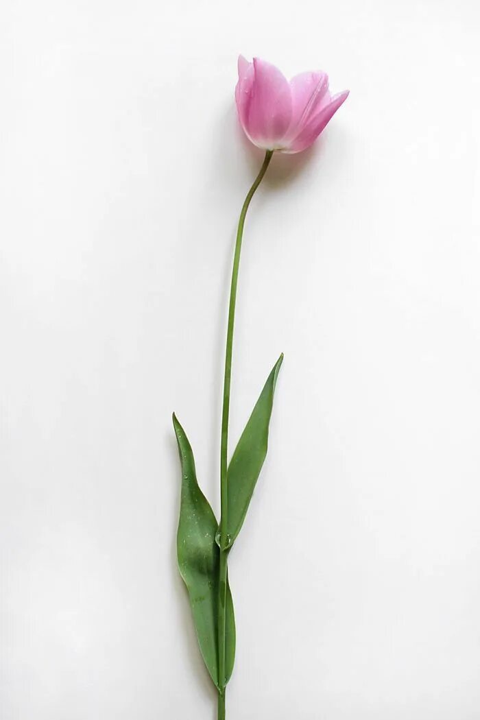 Тюльпаны минимализм. Стильные тюльпаны Минимализм. Минималистический тюльпан. Тюльпаны белый фон Минимализм.