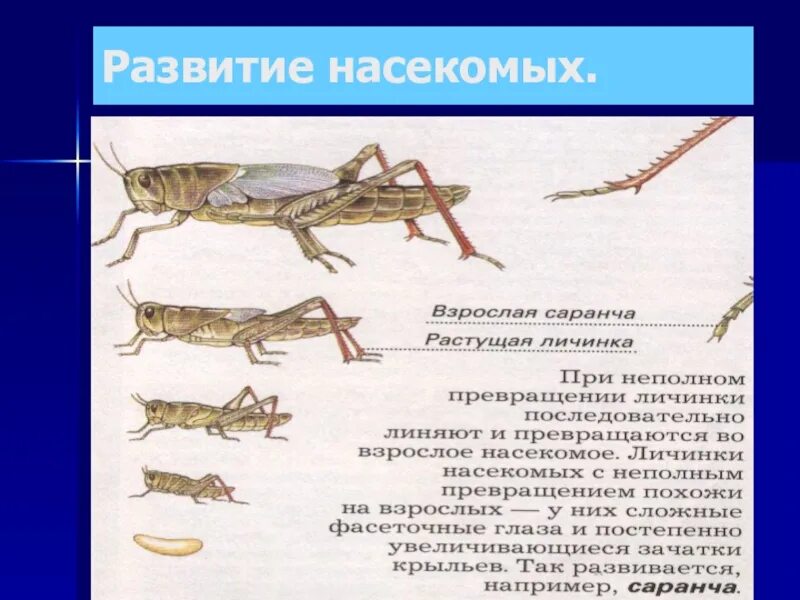 Прямокрылые насекомые развитие. Размножение прямокрылых насекомых. Прямокрылые цикл развития. Эволюция насекомых. Стадии развития прямокрылых.